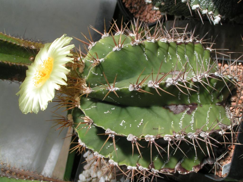 Astrophytum ornatum